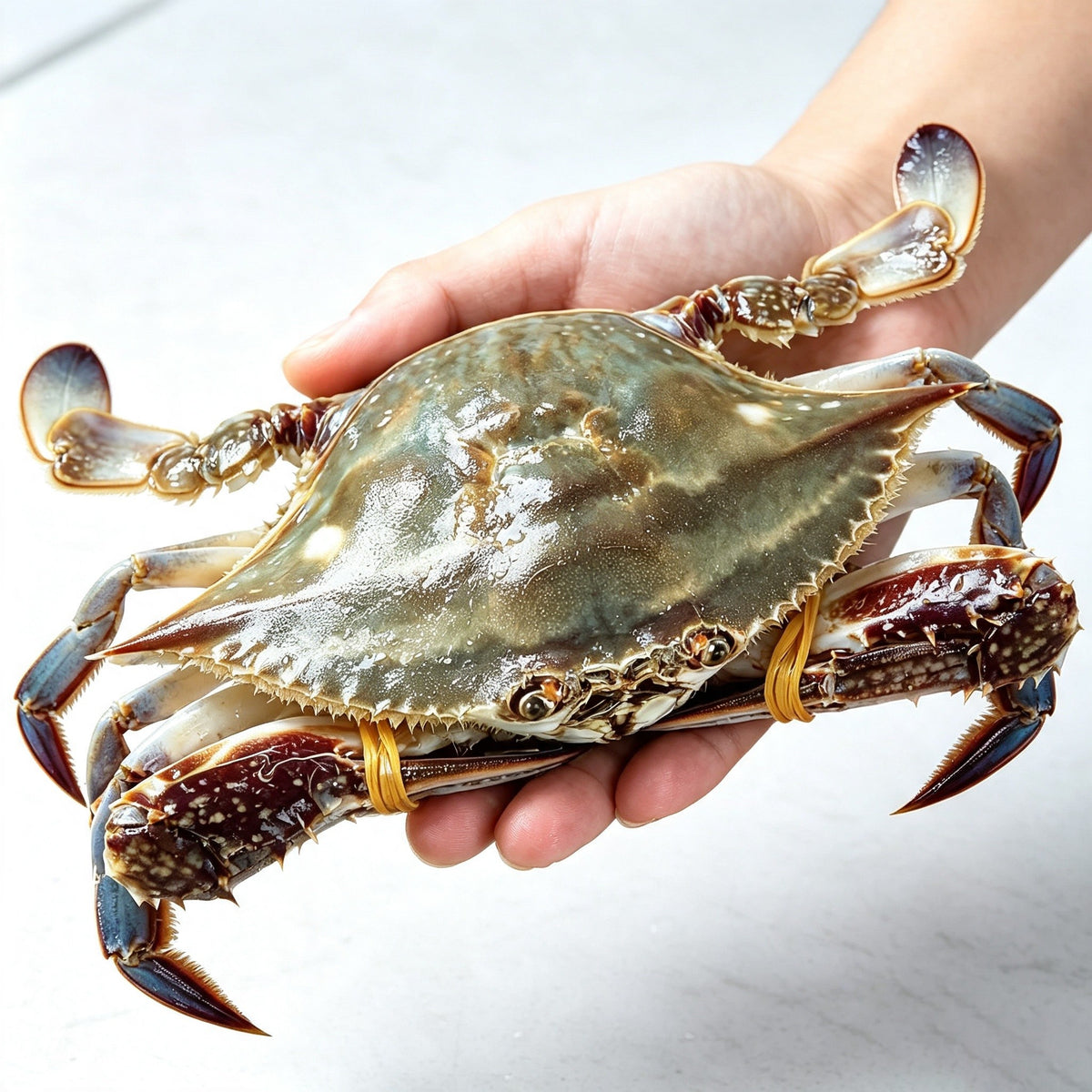 Jumbo Swimming Crab Five Pound Pack - view 1